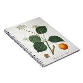 Carnet Vomiquier de Strychnos de 'Phytographie Medicale (Côté Droit)