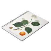 Carnet Vomiquier de Strychnos de 'Phytographie Medicale (Côté gauche)