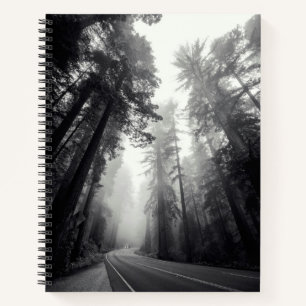 Carnet Vue Des Séquoia Dans La Forêt