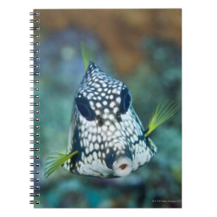 Carnet Vue sous-marine de Trunkfish lisse (Lactophrys