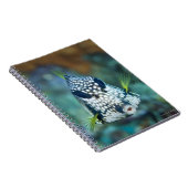 Carnet Vue sous-marine du Trunkfish lisse (Lactophrys (Côté Droit)