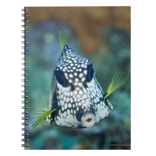 Carnet Vue sous-marine du Trunkfish lisse (Lactophrys (Devant)