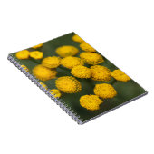 Carnet Vulgare de Tanacetum de Tansy (Côté Droit)