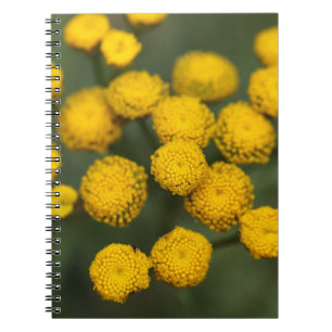 Carnet Vulgare de Tanacetum de Tansy