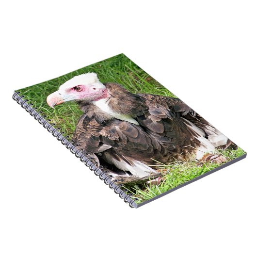 CARNET VULTURE (Côté Droit)