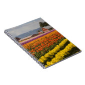 Carnet WA, Skagit Valley, champs de tulipe en floraison,  (Côté Droit)