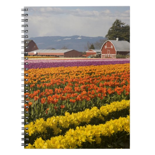 Carnet WA, Skagit Valley, champs de tulipe en floraison,  (Devant)