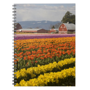Carnet WA, vallée de Skagit, champs de tulipes en fleurs,