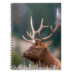 Carnet Wapiti des Montagnes Rocheuses Parc national de Ye