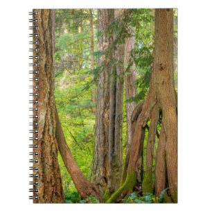 Carnet Western Red Cedar Tree Washington State