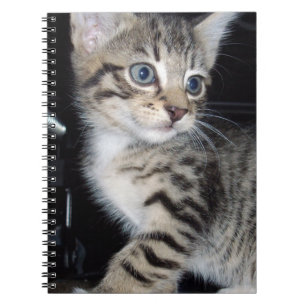Carnet "Whiskers of Trouble : The Mischievous Tabby Kitte