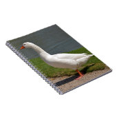 Carnet White goose near of pond (Côté Droit)