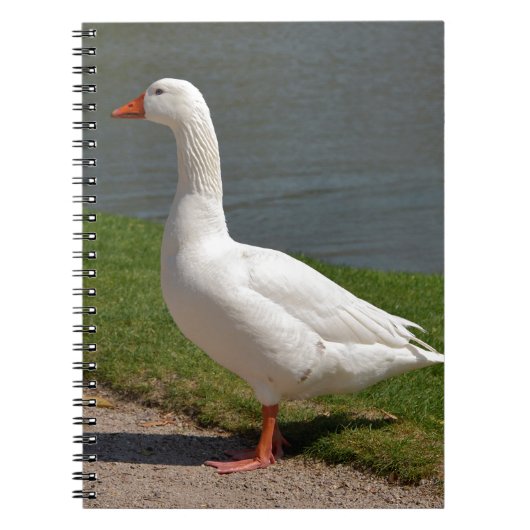 Carnet White goose near of pond (Devant)