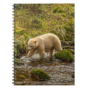 Carnet White Spirit Bear Chasse pour poisson sur Riordan