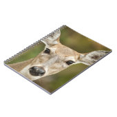 Carnet White Tailed (Côté gauche)