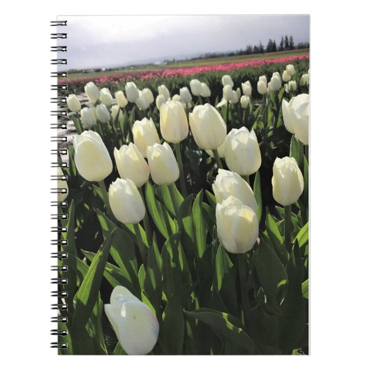 Carnet White Tulips à Field, Oregon (Devant)