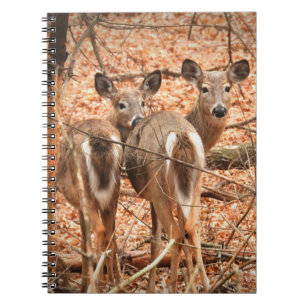 Carnet Whitetail Doe and her Fawn in the autumn Woods