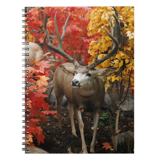 Carnet Whitetail En Automne (Devant)