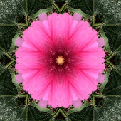 Carnet Wigglin'.....