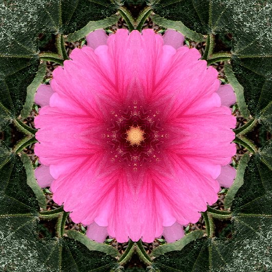 Carnet Wigglin'.....