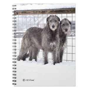 Carnet Wolfhounds irlandais en neige