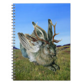 Carnet Wolpertinger (Devant)