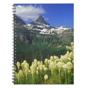 Carnet Xerophyllum à Logan Pass dans le parc national de