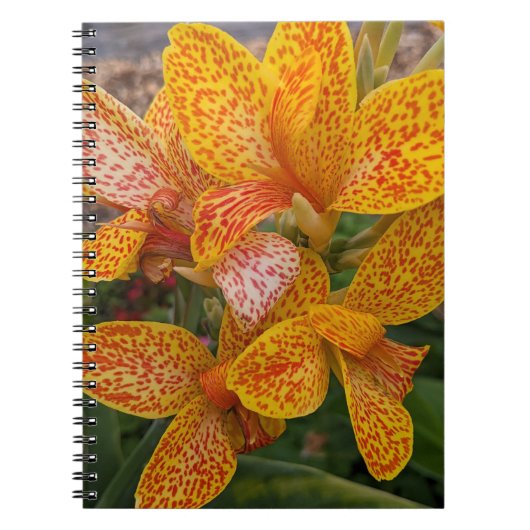 Carnet Yellow Canna Lily with Red Speckles Floral (Devant)