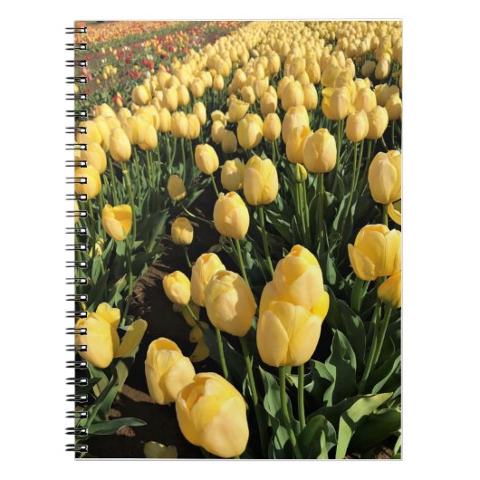 Carnet Yellow Tulips à Field, Oregon (Devant)