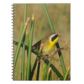 Carnet Yellowthroat (Devant)