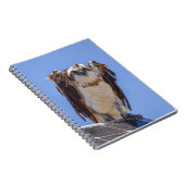 Carnet Yeux du Balbuzard (Côté Droit)