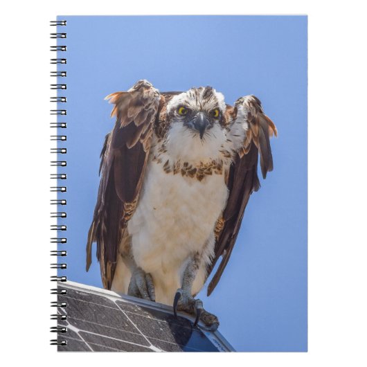 Carnet Yeux du Balbuzard (Devant)