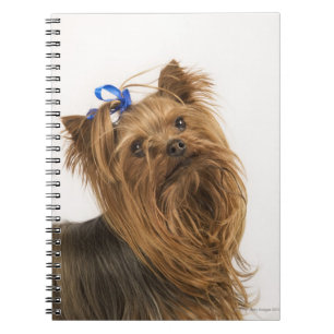 Carnet Yorkshire Terrier