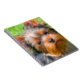 Carnet Yorkshire Terrier qui regarde vers le haut (Côté Droit)