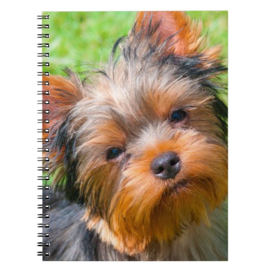 Carnet Yorkshire Terrier qui regarde vers le haut (Devant)