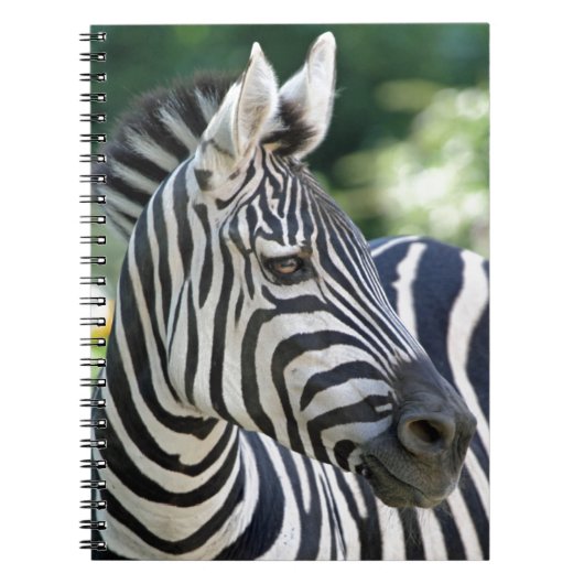 Carnet Zebra 001 (Devant)