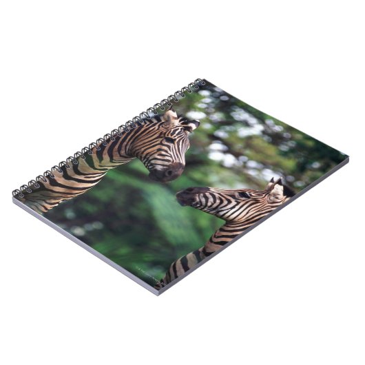 Carnet zèbre (Côté gauche)