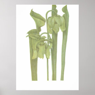 Carnivoren Plant - Sarracenia flava Poster