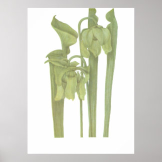 Carnivoren Plant - Sarracenia flava Poster