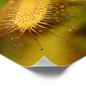 carnivorous plants poster (Coin)