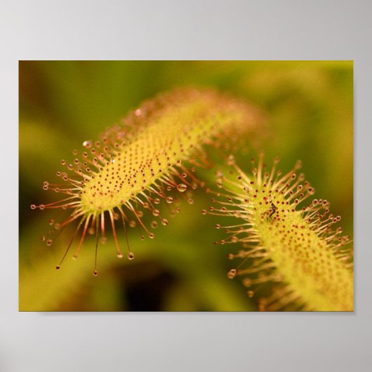 carnivorous plants poster (Devant)