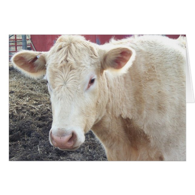 Carole's Cow (Voorkant Horizontaal)