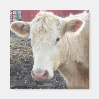 CAROLE'S KOE MAGNEET