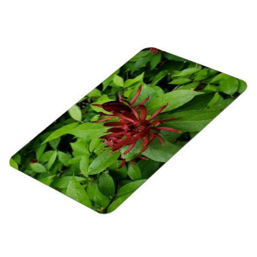 Carolina Allspice Flower in Raleigh NC Magneet (Linkerzijde)