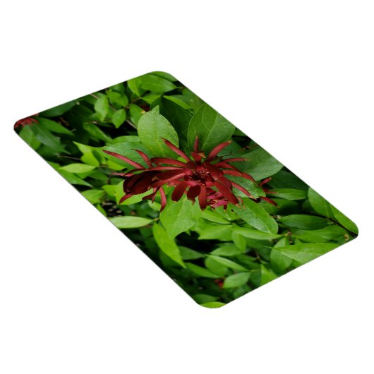 Carolina Allspice Flower in Raleigh NC Magneet (Rechterzijde)