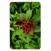 Carolina Allspice Flower in Raleigh NC Magneet (Verticaal)