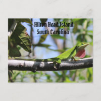 Carolina Anole Hilton Head