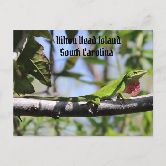 Carolina Anole Hilton Head Briefkaart (Voorkant)