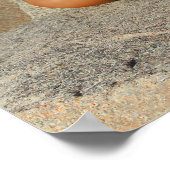 Carolina Beautés côtières : 2013 Calendrier Poster (Coin)