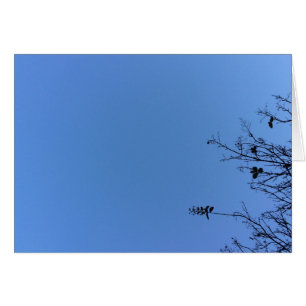 Carolina Blue, carte